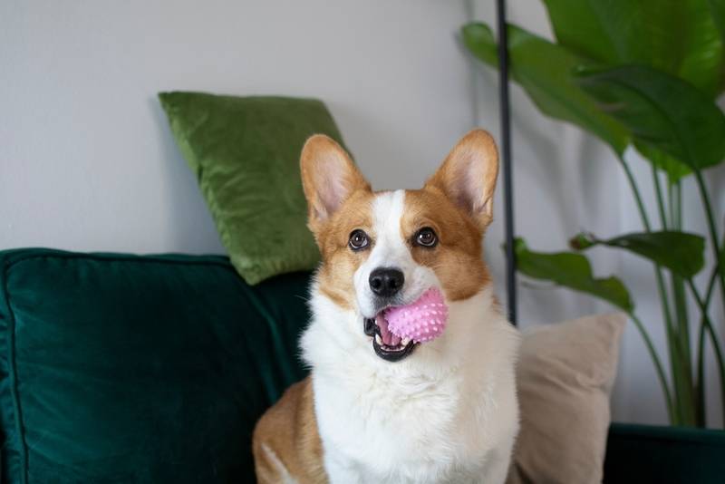 Вельш-корги – добрая собака с миловидной внешностью