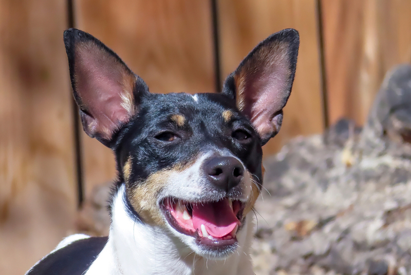 Собака американский той-фокстерьер