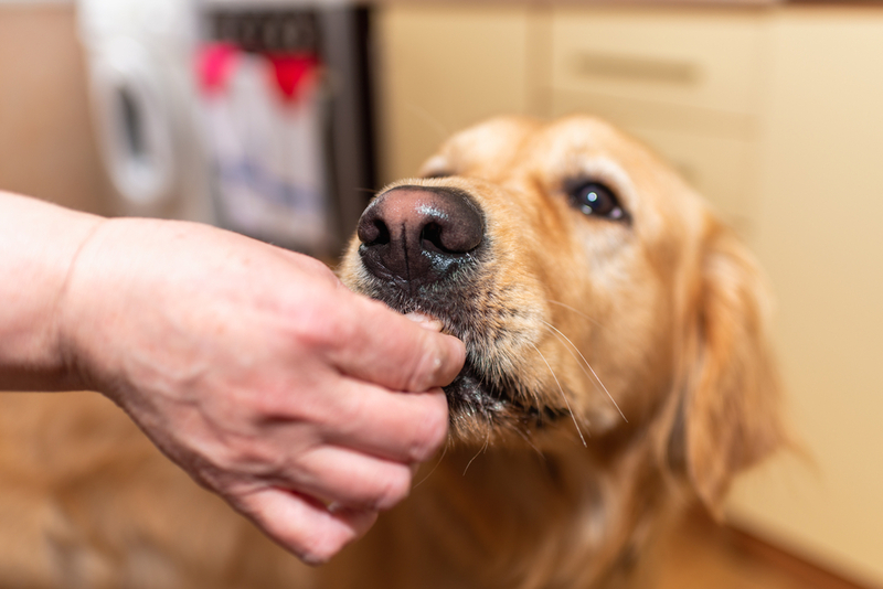 При токсоплазмозе собакам назначают таблетки