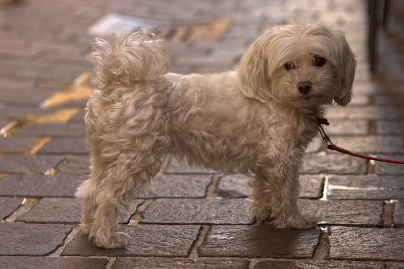 Владельцу важно знать, как помочь мальтийской болонке во время беременности и родов