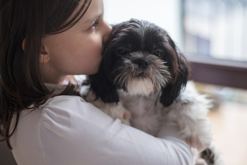 Ши-тцу – собаки, от которых мало шерсти