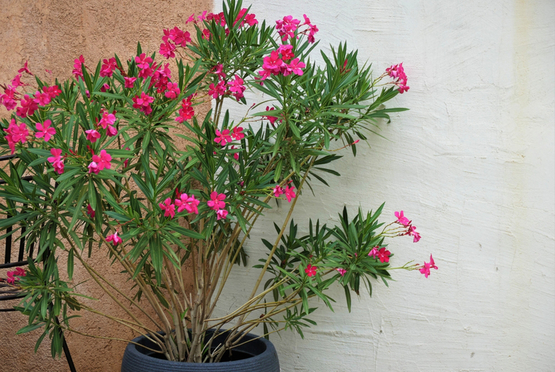 Олеандр –  растение, опасное для кошек