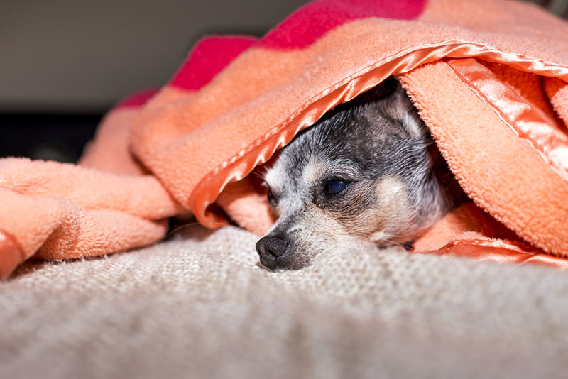 старая собака дрожит под одеялом
