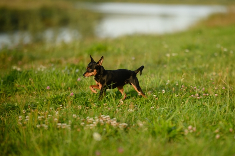 После основной вязки той-терьеров можно провести повторную