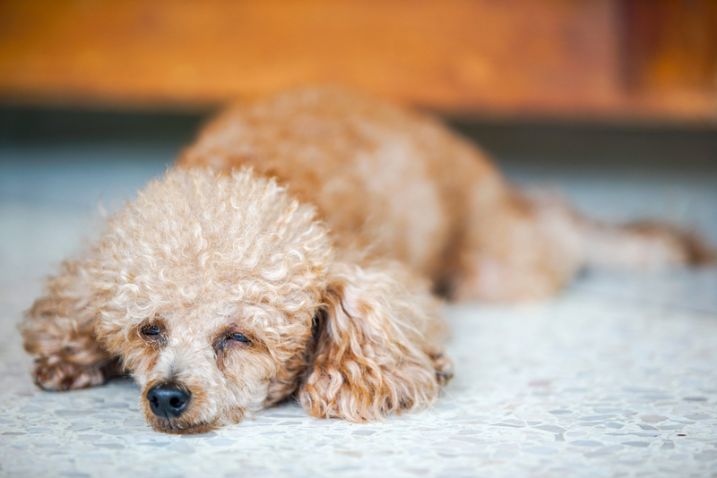 Миозит у собак бывает разных видов