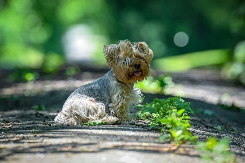 Во время течки у йорка могут наблюдаться изменения в поведении