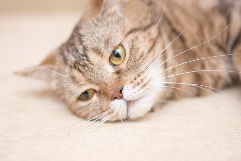 К осложнениям колита у кошки относят язву