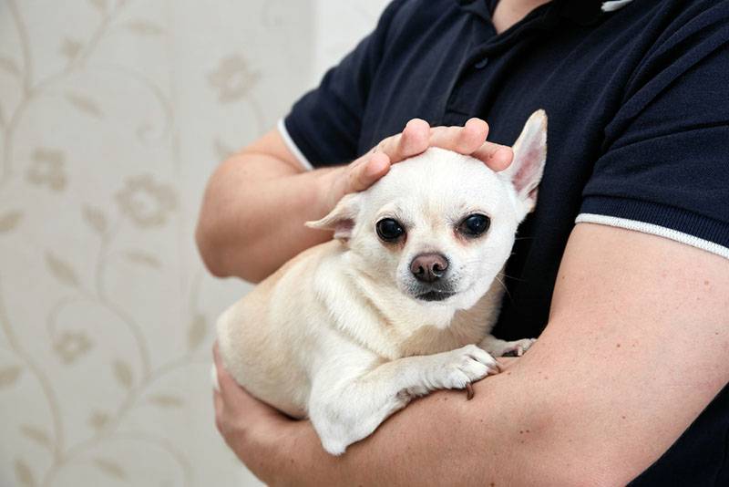 Почему собака дома начинает дрожать без видимой причины: возможные причины и рекомендации