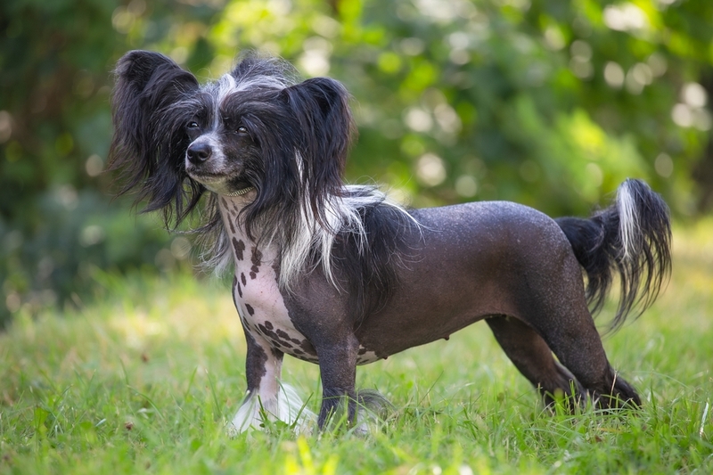 Средняя продолжительность жизни китайской хохлатой собаки 12 лет
