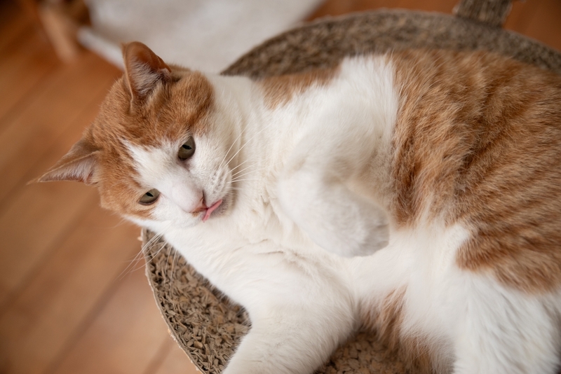 Каковы симптомы хламидиоза у кошки?