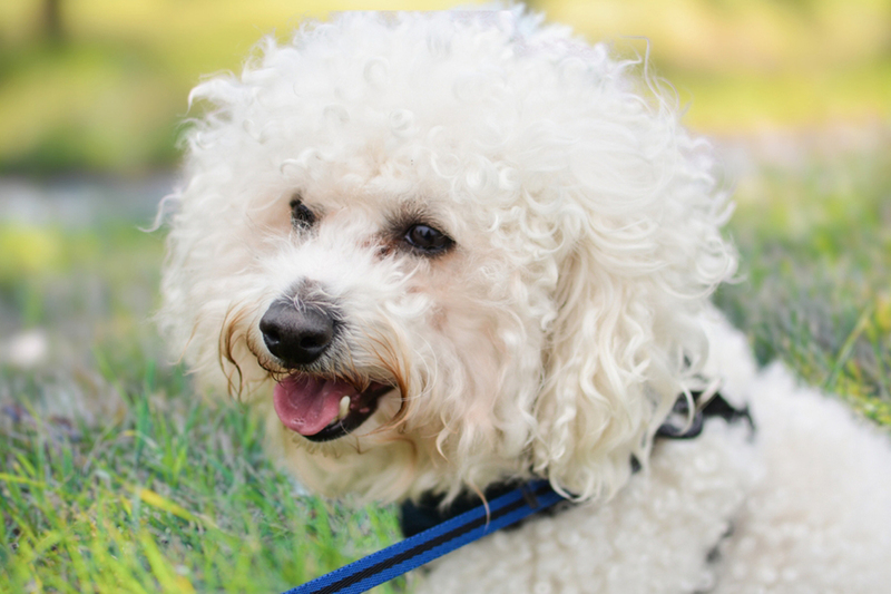 Как определить, сколько прожил бишон фризе?