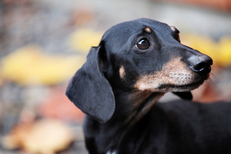 Течка у таксы может не начаться