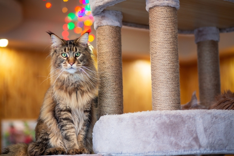 Вязка мейн-куна проводится в эструс у самки