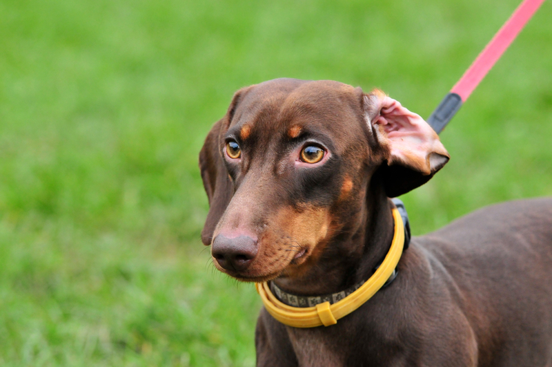 Некоторые болезни такс связаны с их анатомией