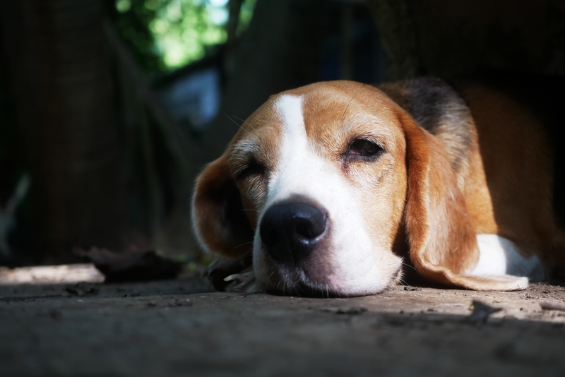 Перенесенная травма может стать у собаки причиной сирингомиелии