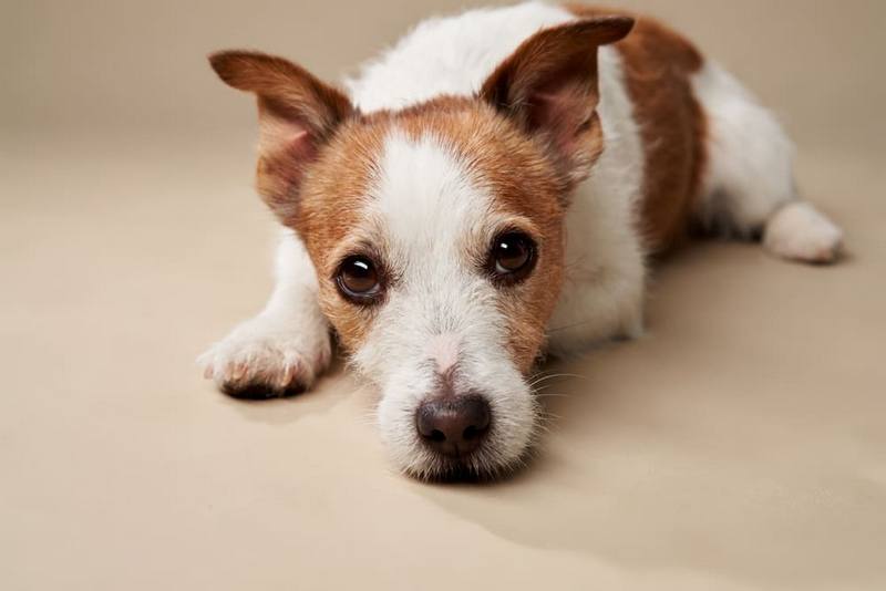 На поздних сроках беременности джек-рассел-терьер будет готовить «гнездо»