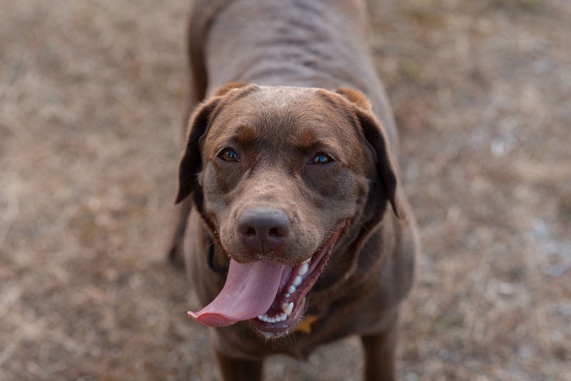 Как выглядит шоколадный лабрадор?