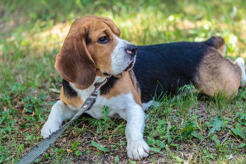 Бигли — добрые, чуткие и очень красивые собаки
