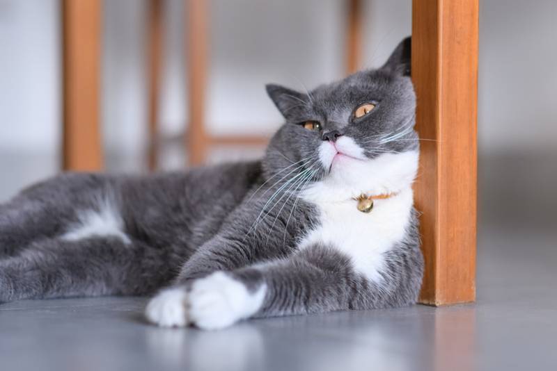 Почему кошка отказывается спариваться? | КотоВедение | Дзен