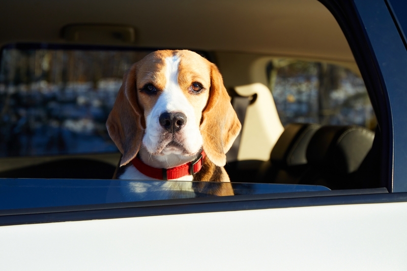 Считается ли бигль гипоаллергенной породой?