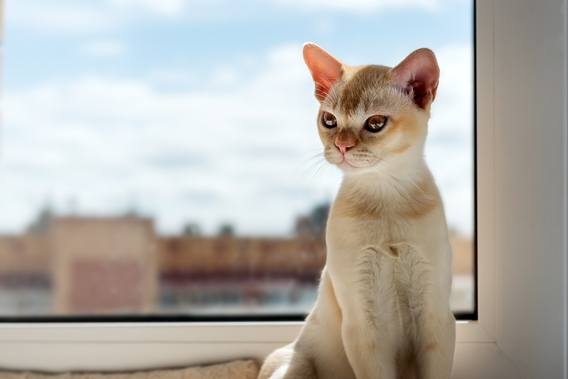 Сколько живут бурманские кошки в домашних условиях?