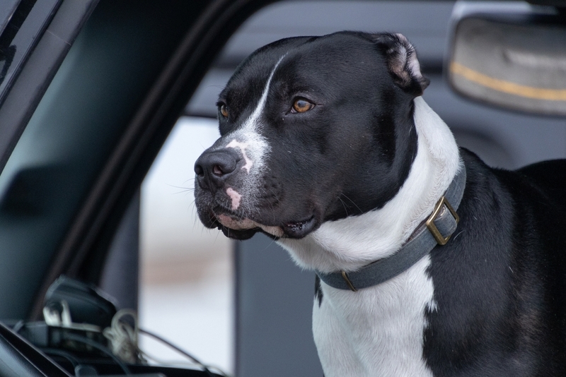 Какой нрав у черного питбуля?