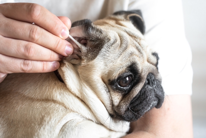 Что нужно для очищения ушей мопса?