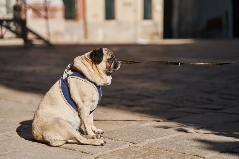 Мопс – гипоаллергенная собака или нет?