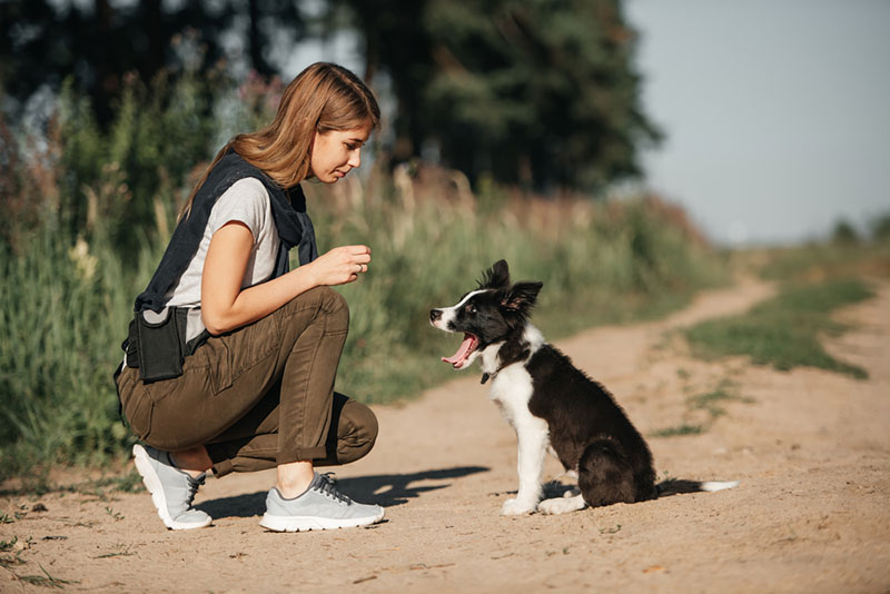 Щенка обучать команде «Лежать» можно с раннего возраста