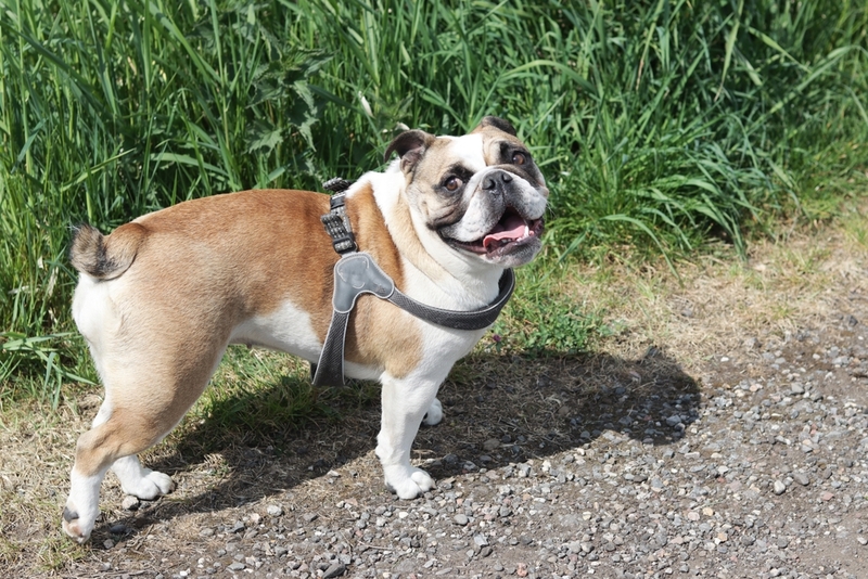 Нормы разведения влияют на то, как долго проживут английские бульдоги