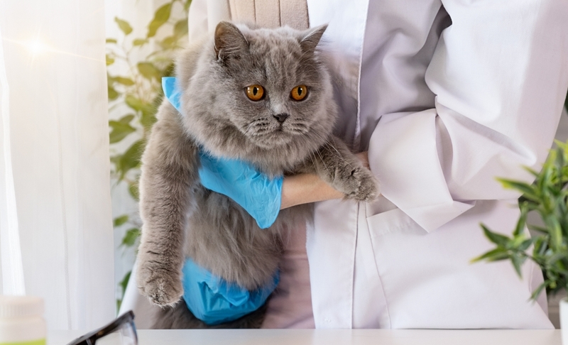 Для диагностики ренокортицизма кошкам назначают анализы