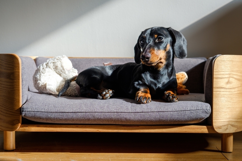 Домашним животным нужно личное пространство