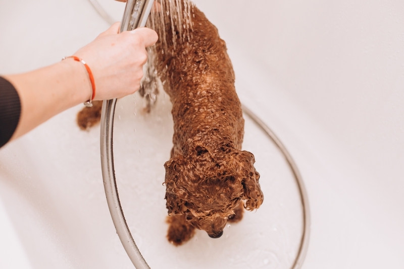 Для собаки с пиодермой важна гигиена