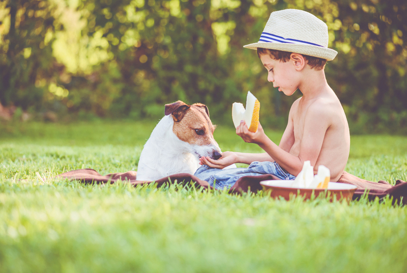 Дыня – безопасный фрукт, который можно собаке