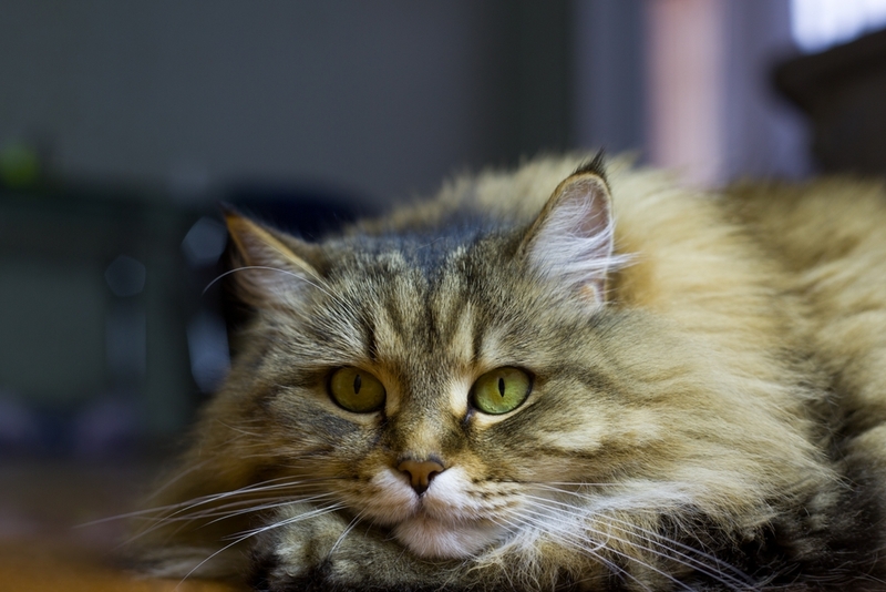 Гиперестезия у кошек остается на всю жизнь