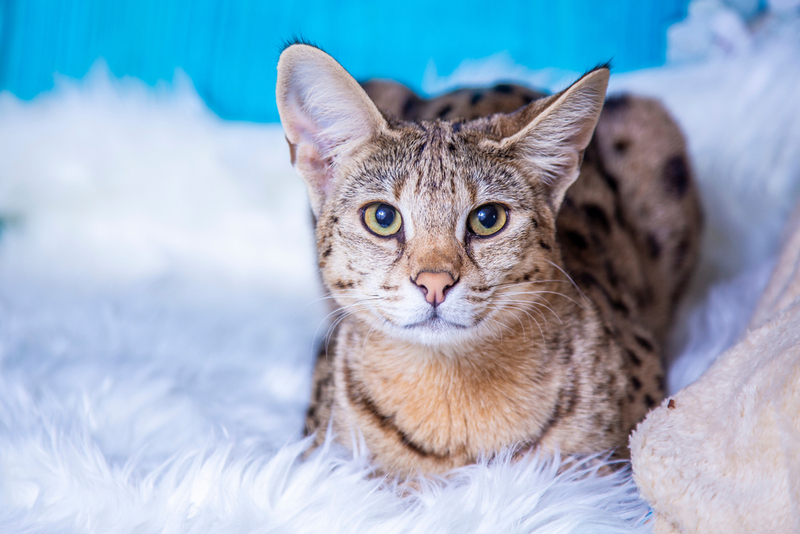 Саванны – ушастые кошки с экзотической внешностью