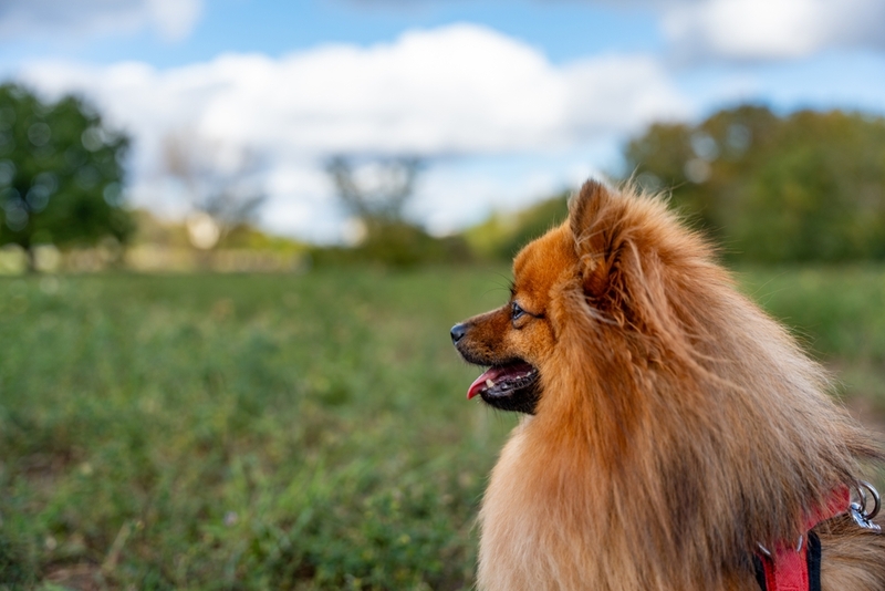 Какой характер у рыжего шпица?