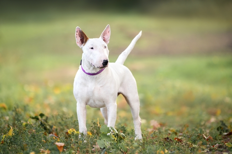 Прохождение курса ЗКС может сделать бультерьера злым