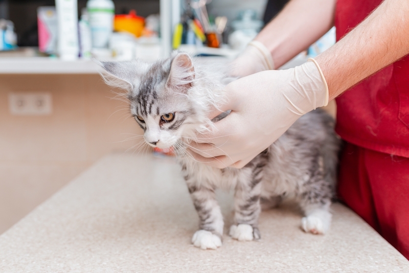 Один из видов болезни почек у кошек – нефрит