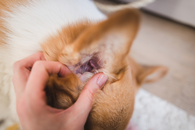 Как ухаживать за ушами корги?