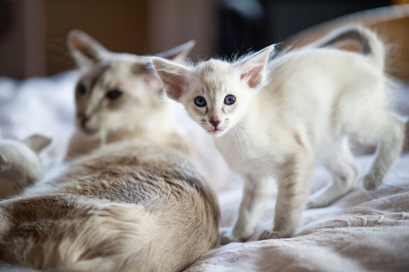 У ориентальных кошек встречаются болезни печени