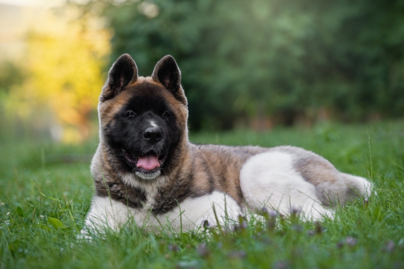 На вес американской акиты влияет несколько факторов