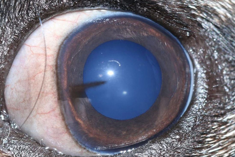 Фото кератита у собаки