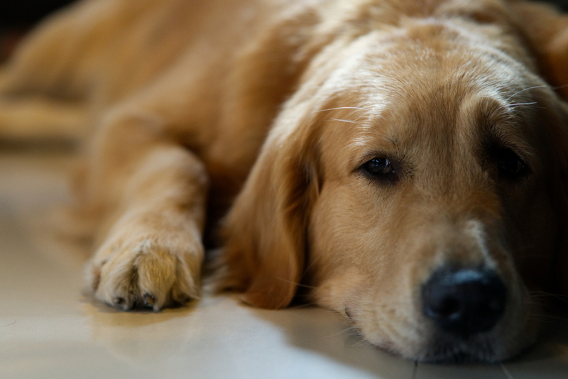 Стадий артроза у собаки несколько