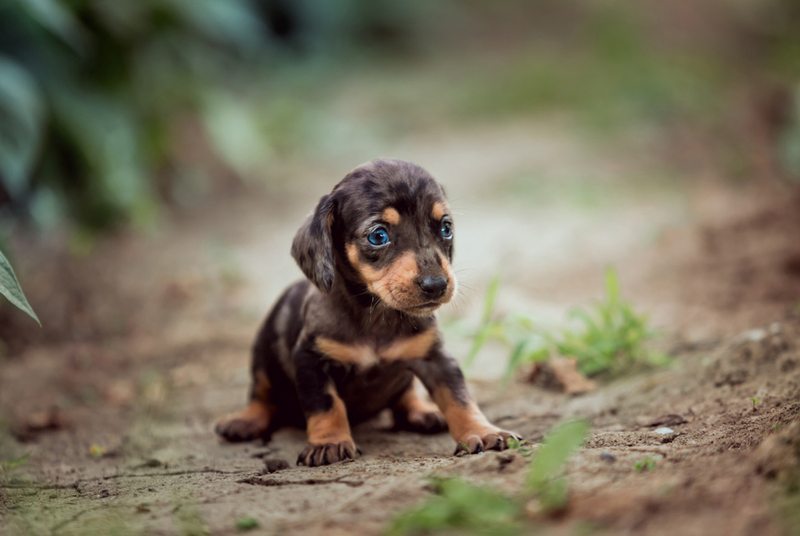 Таксы – собаки, у которых могут быть голубые глаза