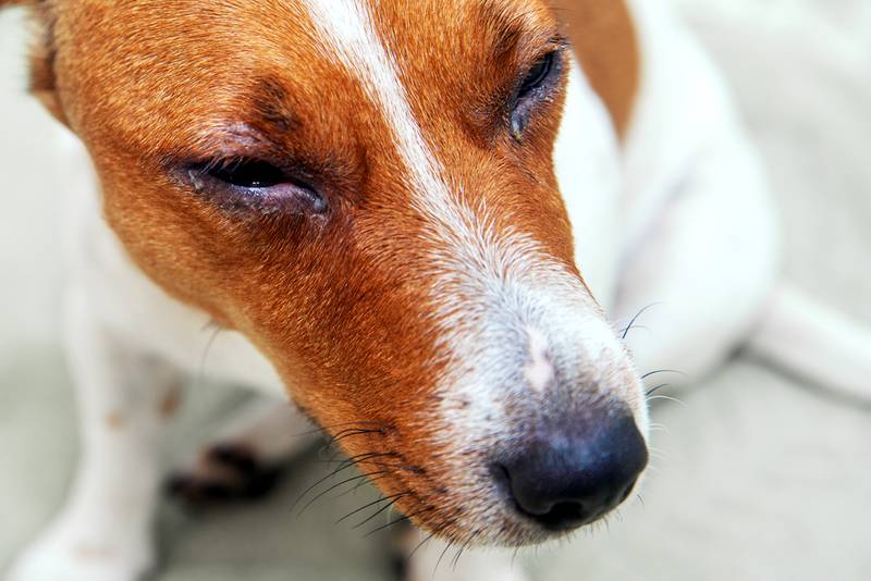 Блефарит у собак - причины, симптомы, лечение и профилактика