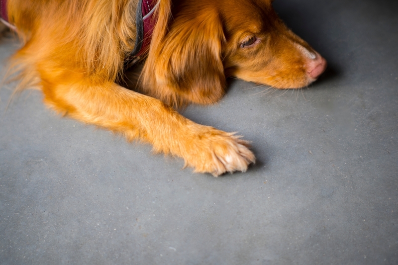 Хейлетиоз у собак проявляется возникновением перхоти