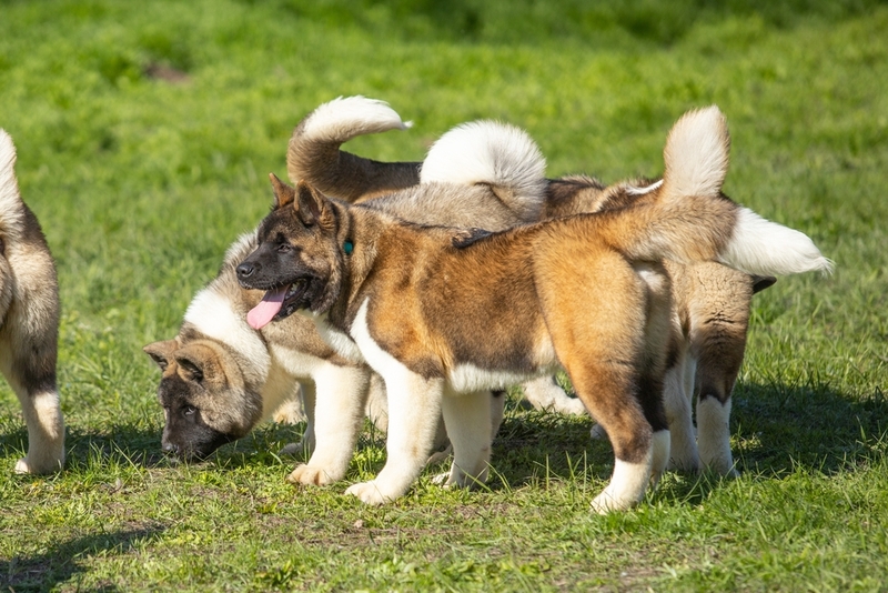 Срок жизни американской акиты можно определить по внешности
