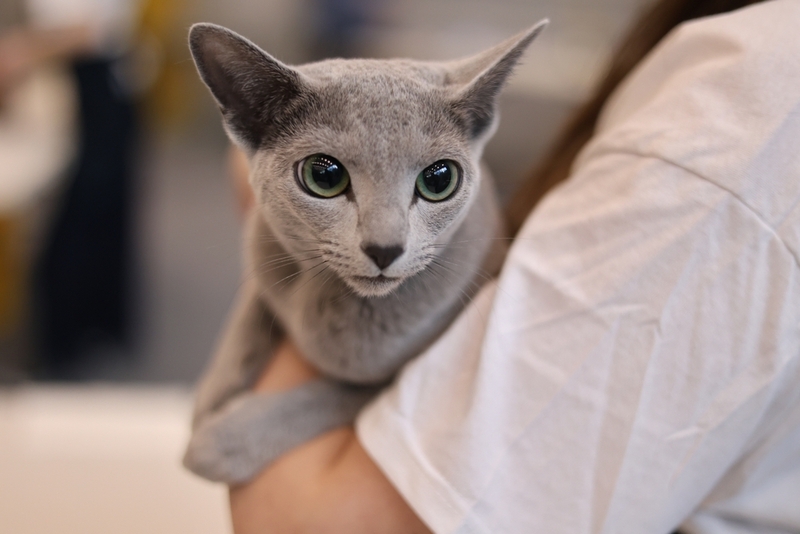 Кормление влияет на вес русской голубой кошки