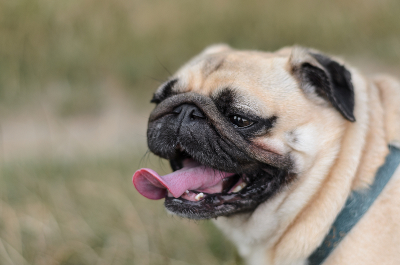 Перед вязкой мопсов обрабатывают от паразитов